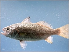 Pesquisadores estudaram comportamento da perca prateada