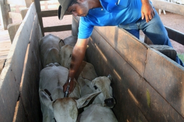 Imunizao atinge 99,8% do rebanho bovino de MT 