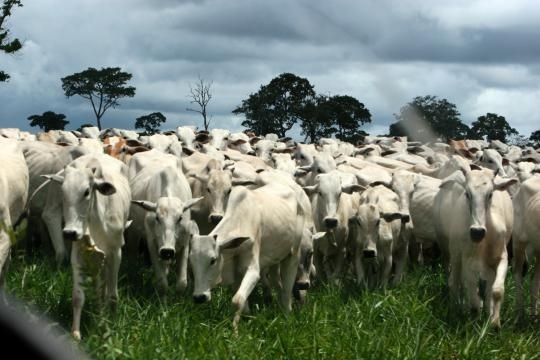 Exportao de carne de MT para China foi oficializada