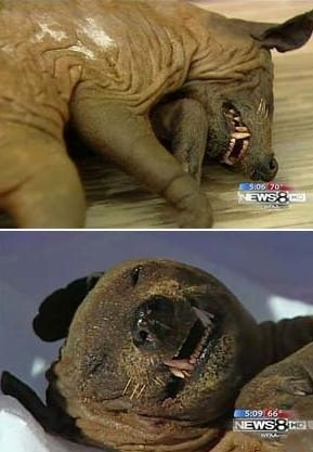 Criatura foi encontrada morta em um campo de golfe do condado de Wise