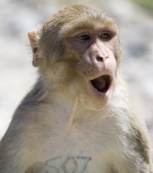 Cientista diz que macacos conseguem escolher as rvores que tm mais alimentos.