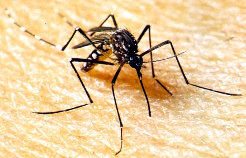 Mosquito Aedes Aegypti transmissor da Dengue