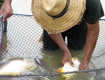Deputados aprovam e governo veta ProPeixe