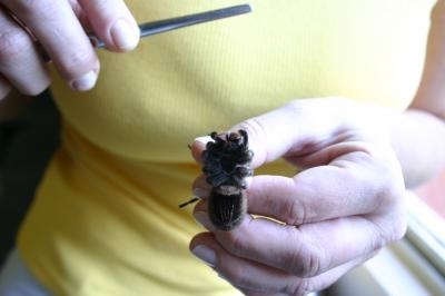 Cuidados bsicos para prevenir e evitar a ocorrncias de acidentes envolvendo Escorpies, Aranhas e Serpentes