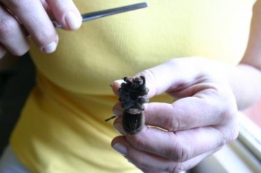 Cuidados bsicos para prevenir e evitar a ocorrncias de acidentes envolvendo Escorpies, Aranhas e Serpentes