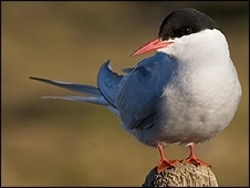 A andorinha-do-mar-rtica pesa em mdia 100g