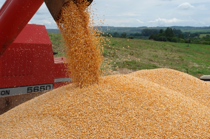 Safrinha de milho pode recuar 13% em 2009/10