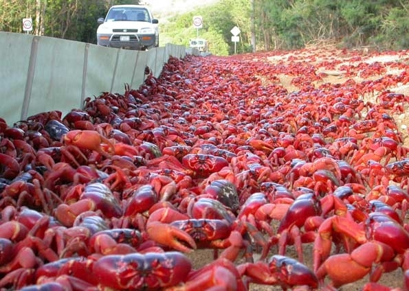 120 milhes de caranguejos migram das florestas para o mar, para reproduo e desova