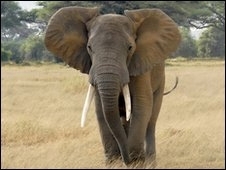 Elefantes podem chegar a 40 km/h quando em disparada