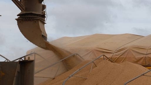 Lucro da safra da soja teve leve crescimento