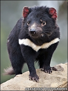 O diabo-da-Tasmnia s  encontrado na ilha australiana