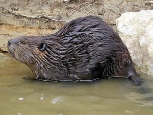 Castor teria sido respons�vel por deixar milhares sem internet e celular ao roer fios