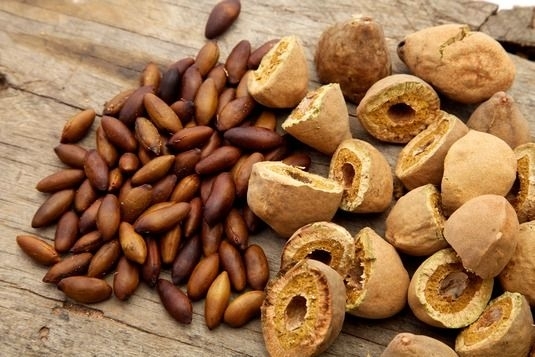 Baru, fruto nativo do cerrado brasileiro