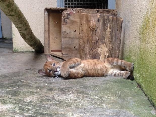 A filhote de ona parda batizada de Gretchen foi acolhida por um centro de triagem de animais silvestres