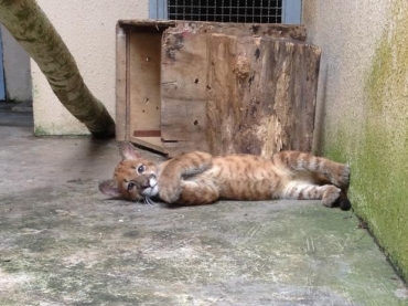 A filhote de ona parda batizada de Gretchen foi acolhida por um centro de triagem de animais silvestres