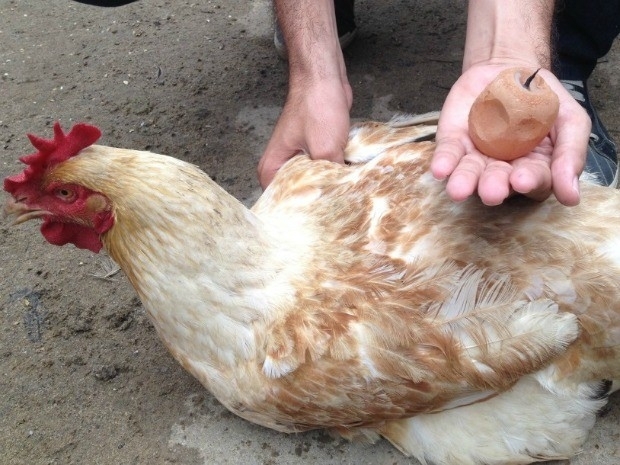 Galinha bota ovo com 