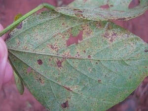 Ferrugem asitica  o principal problema na cultura da soja, segundo Aprosoja.