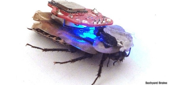 Criadores do projeto afirmam que ele no provoca dores no inseto