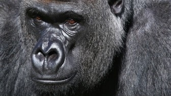 Homindeos j tiveram dieta similar aos primatas de hoje