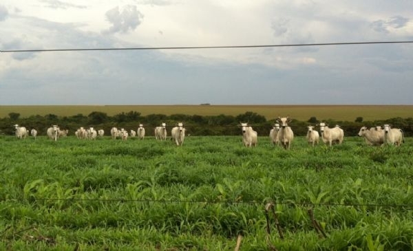 Integrao Lavoura Pecuria j  uma realidade no Estado, analisa Luciano Vacari