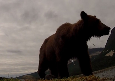 Cinegrafista estava registrando cenas de ursos no Alasca quando animal abocanhou a cmera