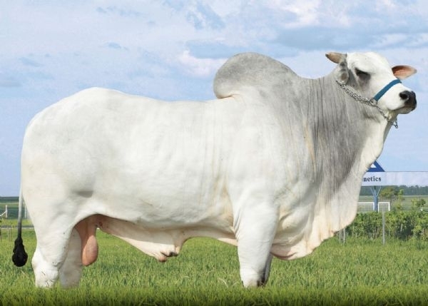 Plantel Bela Alvorada  Nelore ZAN preserva tradio na seleo desempenho