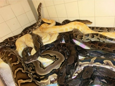 Coleo inclua uma anaconda de mais de nove metros