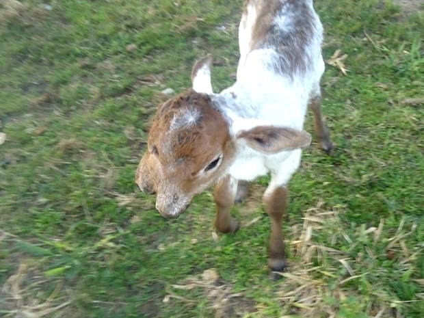 Bezerra nasceu na ltima quinta-feira (16) em assentamento.