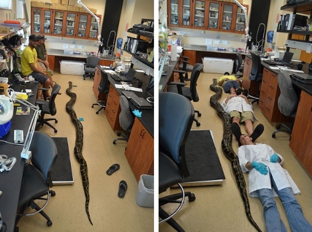 Jason Leon matou uma cobra de 5,69 metros e 58 quilos