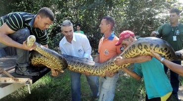 Cobra foi vista por 16 banhistas em cachoeira.