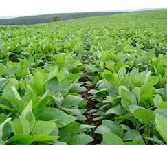 Enquanto setor produtivo comemora nova derrota da Monsanto, multinacional avisa que nada est perdido