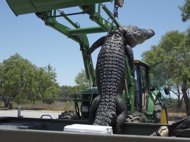 Depois de capturado e morto, o animal foi exibido pendurado em uma retroescavadeira