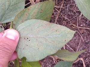Registrado o primeiro foco de ferrugem asitica na soja de Mato Grosso