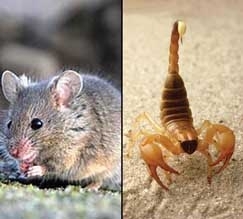 Escorpies e ratos tm veneno especfico, j os pombos, a nica alternativa  acabar com a alimentao e o abrigo