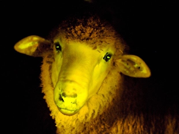 Ovelha geneticamente modificada fluorescente do Uruguai