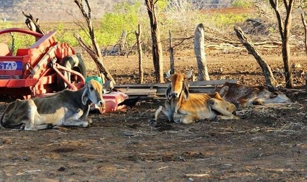 Perodo de seca castiga diversas atividades econmiocas como a pecur