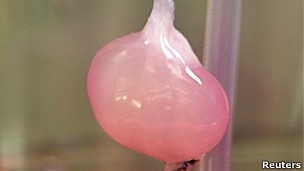 Rim de rato desenvolvido em laboratrio