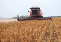 Safra mato-grossense se concretiza com novo recorde local e nacional, mas o ganho  fruto da expanso da rea e no da p