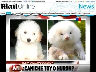  esquerda um poodle toy verdadeiro e,  direita, o furo que recebeu esteroides