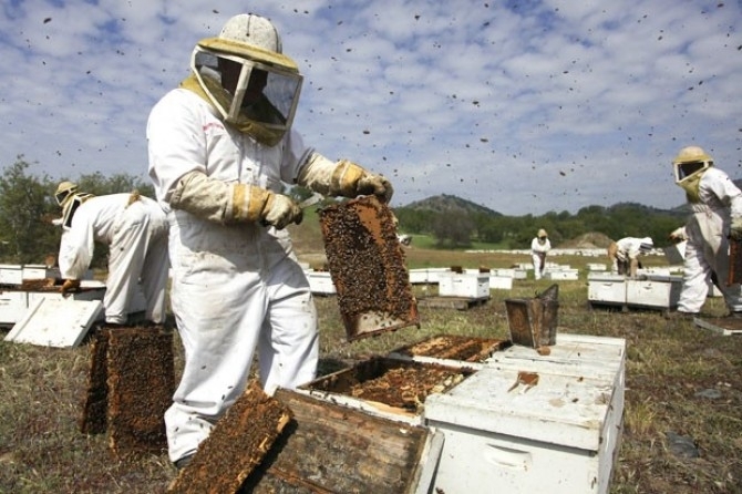 Apicultores checam colmeias em fazenda em Piedra, na Califrnia
