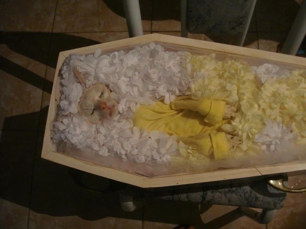 Velrio do gato Cristiano movimentou a pequena cidade de So Joo do Manteninha, no Leste de Minas Gerais