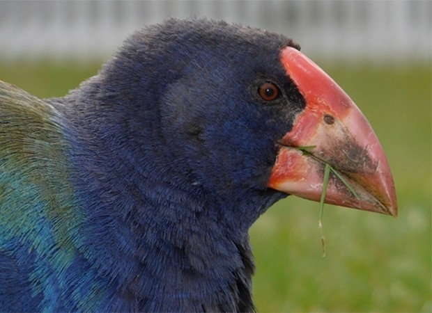 Takahe, ave da Nova Zelndia que est ameaada de extino