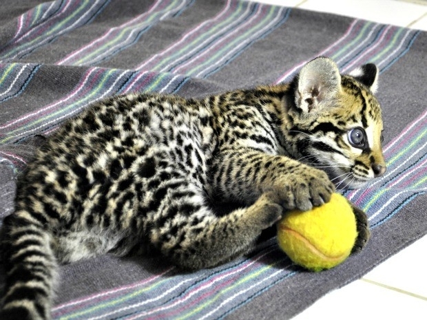 Segundo residente de hospital,