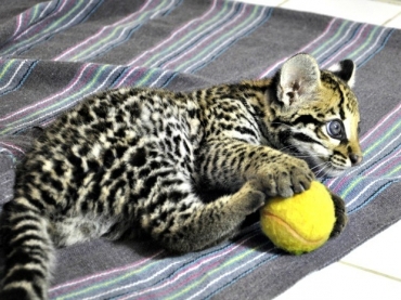 Segundo residente de hospital, 