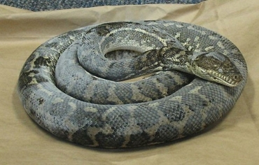 Autoridades divulgaram a imagem de uma p�ton enorme que foi encontrada congelada em freezer