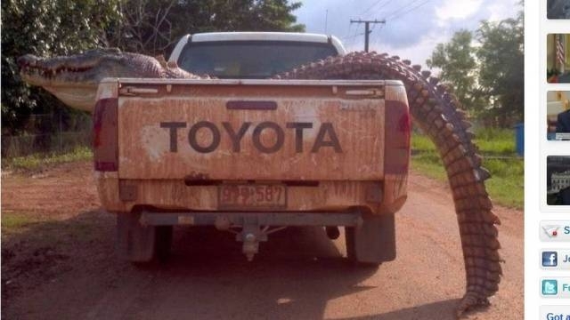 Crocodilo gigante de 4,5 metros capturado na Austrlia mal cabia na caminhote