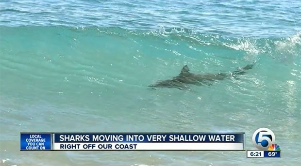 Tubares foram avistados da praia