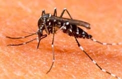 Superintendente da Vigilncia Epidemiolgica diz que chuvas e falta de cuidado dos moradores alavancam os registros