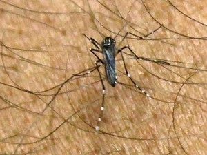 Aedes aegypti 