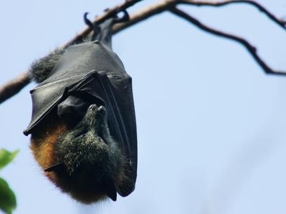 Os morcegos carregam vrus que representam perigos ao ser humano